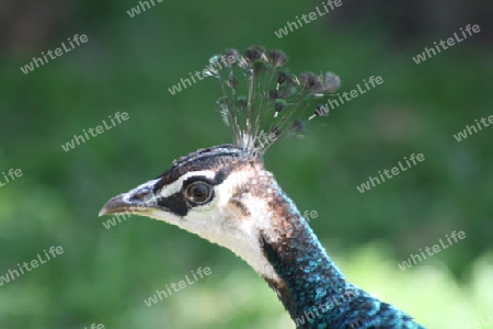 Pfau