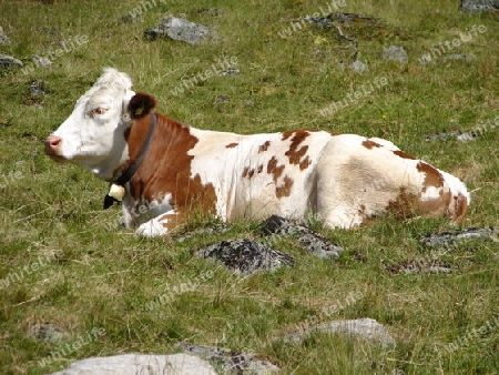 Kuh auf der Alm