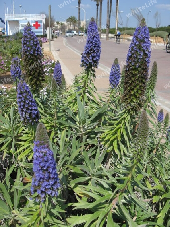 Blumen an der Strandpromenade