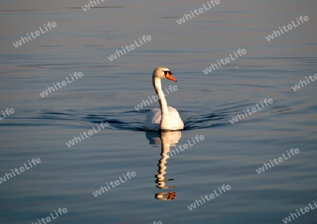 Der doppelte Schwan