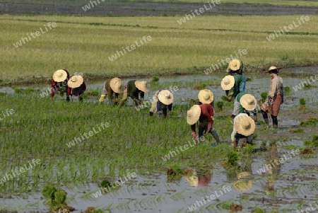 Rice farmers plant rice in a ricefield at the city of Nyaungshwe at the Inle Lake in the Shan State in the east of Myanmar in Southeastasia.