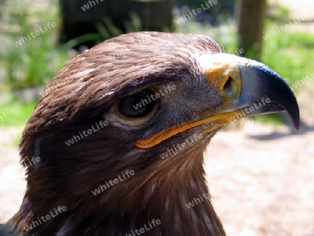 Bussard Kopf