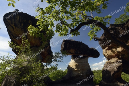 Die Landschaft und Pilzfoermigen Steinformationen im Pha Taem Nationalpark in der Umgebung von Ubon Ratchathani im nordosten von Thailand in Suedostasien.