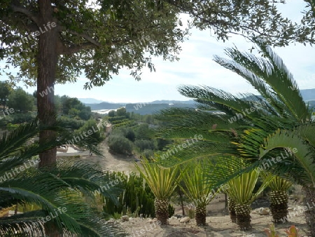 Palmen im Kaktus Park