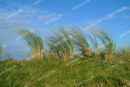 Gras auf D?ne