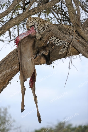 Leopard (Panthera pardus) frisst erbeutets Gnu, Streifengnu, Wei?bartgnu (Connochaetes taurinus), auf einem Baum. Masai Mara, Kenia