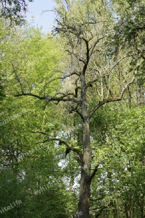 Rheinaue