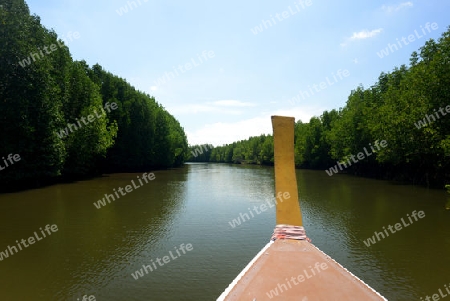 The mangroves at a lagoon near the City of Krabi on the Andaman Sea in the south of Thailand. 