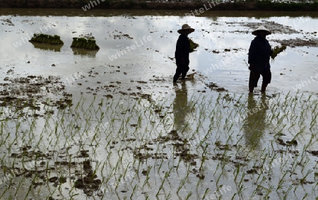 Reisfelder und Landwirtschaft in der Provinz Amnat Charoen nordwestlich von Ubon Ratchathani im nordosten von Thailand in Suedostasien.