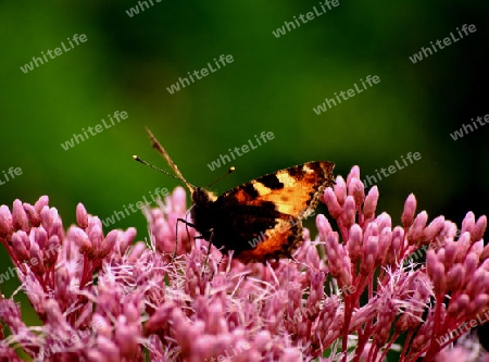 Schmetterling