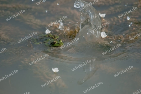 Frosch im Wasser