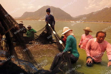 Eine Crevetten Zucht in der Landschaft des Khao Sam Roi Yot Nationalpark am Golf von Thailand im Suedwesten von Thailand in Suedostasien. 