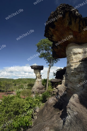 Die Landschaft und Pilzfoermigen Steinformationen im Pha Taem Nationalpark in der Umgebung von Ubon Ratchathani im nordosten von Thailand in Suedostasien.