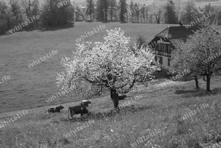 Black nd White - CH Alpen   