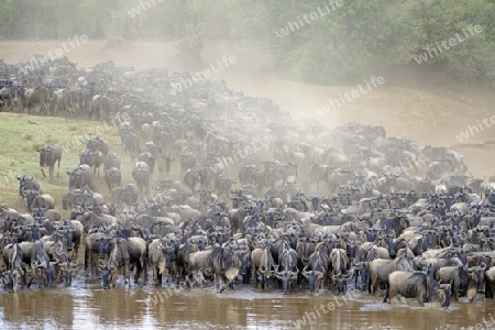 Gnumigration, Streifengnus, Wei?bartgnus (Connochaetes taurinus), dr?ngelnde Gnus am Mara Ufer, Masai Mara, Kenia, Afrika