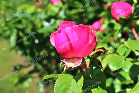 Top view of yellow and orange rose flower in a roses garden with a soft focus background.