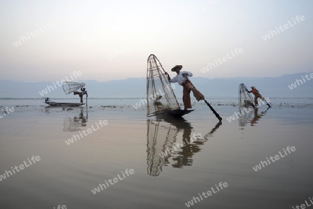 Fishermen at sunrise in the Landscape on the Inle Lake in the Shan State in the east of Myanmar in Southeastasia.