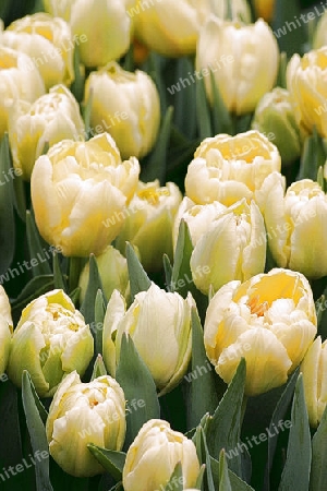 tulpen