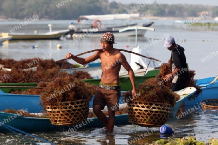 Die Ernte in der Seegrass Plantage auf der Insel Nusa Lembongan der Nachbarinsel von Bali, Indonesien.