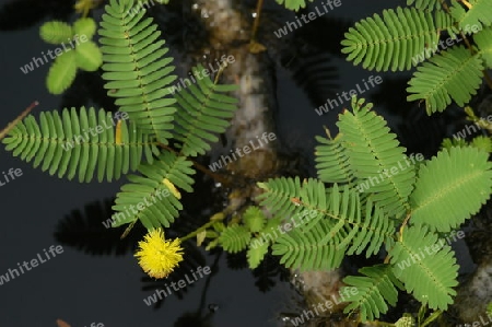 Schamblume - Mimosa aquatica