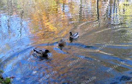 Enten am See