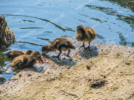 Entenfamilie