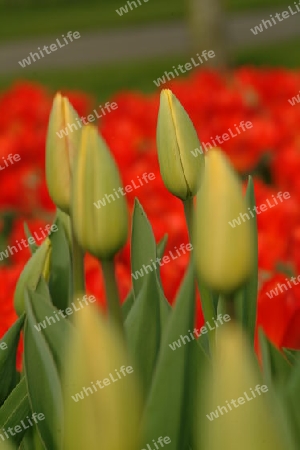 tulpen