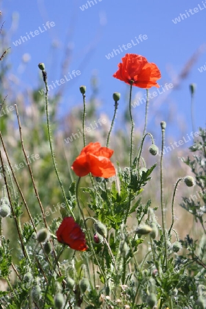 Wilder Mohn betört