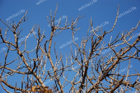 Branches