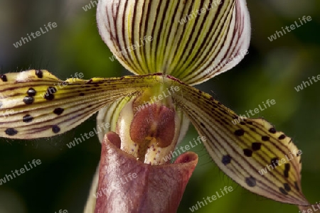 Paphiopedilum