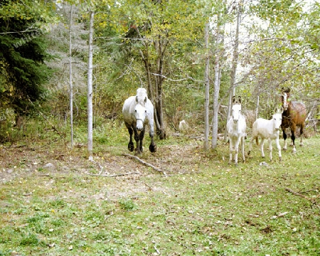 Galloping Horses