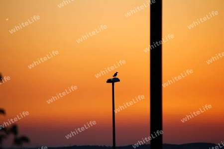 Vogel im Sonnenuntergang