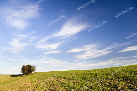 Ein Baum