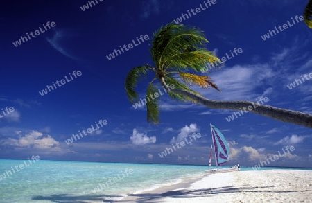 
Der Traumstrand mit Palmen und weissem Sand an der Insel Velavaru im Southmale Atoll auf den Inseln der Malediven im Indischen Ozean.   