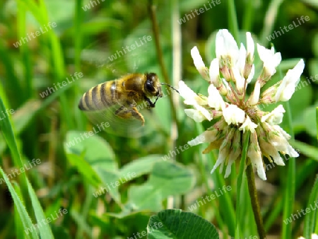 Biene im Flug