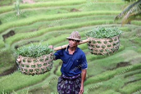 Asien, Suedost, Indonesien, Bali, Insel, Tegalalang, Reis, Terrassen, Landwirtschaft, Alltag, Wirtschaft, Kultur, Bauer,   (Urs Flueeler) 