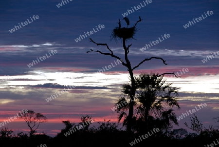 Nest vom Jabiru