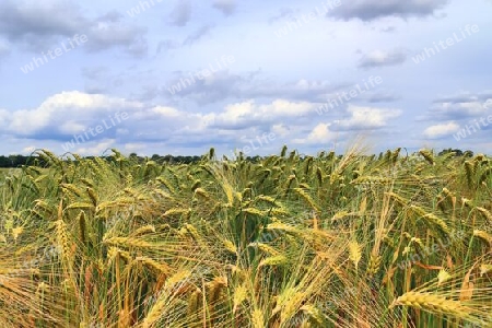 Summer view on agricultural crop and wheat fields ready for harvesting.