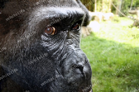 Gorilla