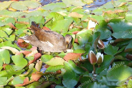 Teichhuhn bei der Futtersuche in Seerosenbl?ttern   Moorhen looking for food in lily pads