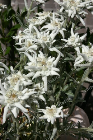 Edelweiss