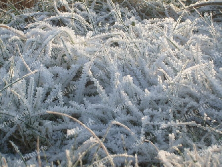 Gras mit Raureif