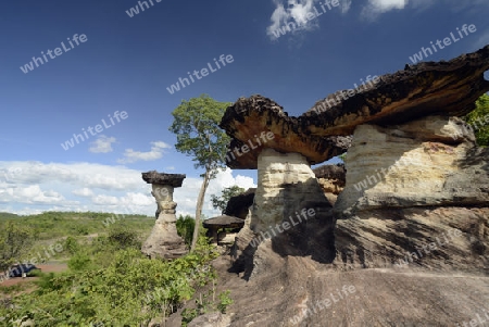 Die Landschaft und Pilzfoermigen Steinformationen im Pha Taem Nationalpark in der Umgebung von Ubon Ratchathani im nordosten von Thailand in Suedostasien.