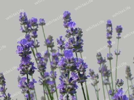 Lavendel