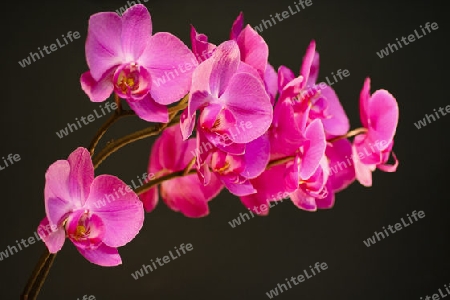 Orchideen