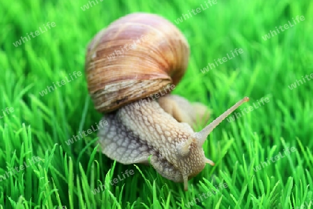 Weinbergschnecke auf gr?nem Hintergrund