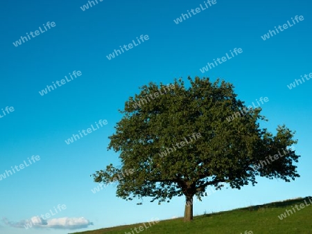 Baum ?ber Wolke