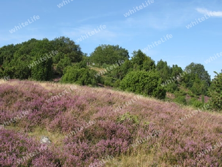 Die L?neburger Heide