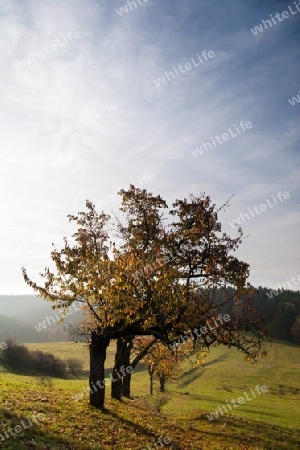 Herbstlandschaft mit Nebel in Th?ringen