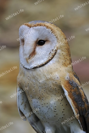 Schleiereule (Tyto alba), Portrait